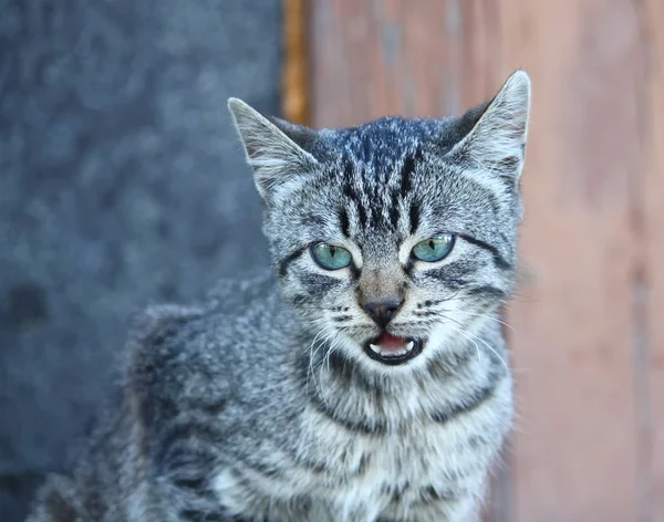 Portrait Chat Aux Yeux Verts Sur Fond Nature — Photo