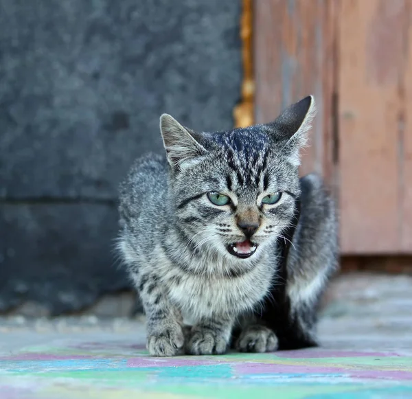 自然を背景にした緑の猫の肖像 — ストック写真