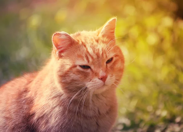 自然を背景にした緑の猫の肖像 — ストック写真