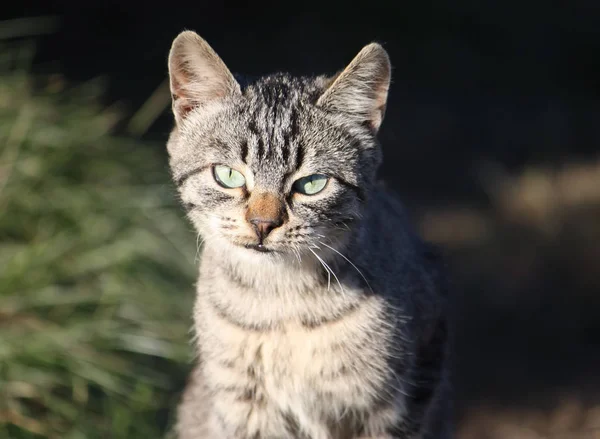 Porträtt Grönögd Katt Natur Bakgrund — Stockfoto