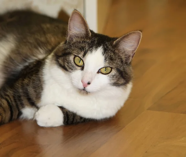 Πορτρέτο Της Γάτας Πράσινα Μάτια Ξύλινο Πάτωμα — Φωτογραφία Αρχείου