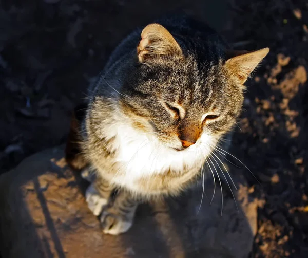 Doğada Yeşil Gözlü Kedinin Portresi — Stok fotoğraf