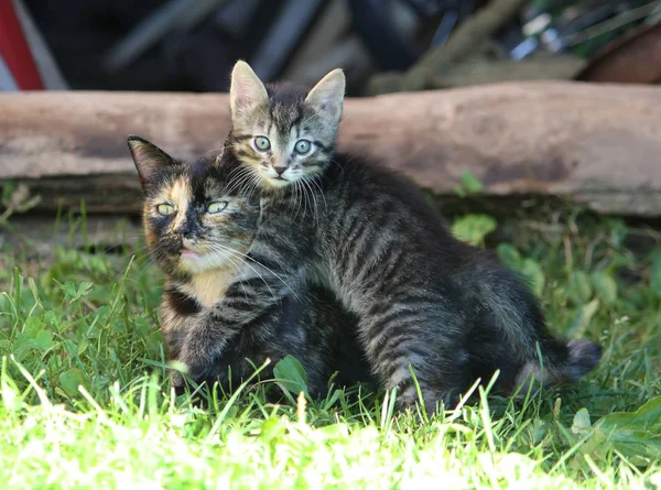 灰色条纹可爱的胖胖的小猫和他的母亲在户外玩耍 — 图库照片