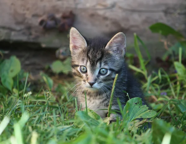 可愛い子猫が屋外に 可愛いペット — ストック写真