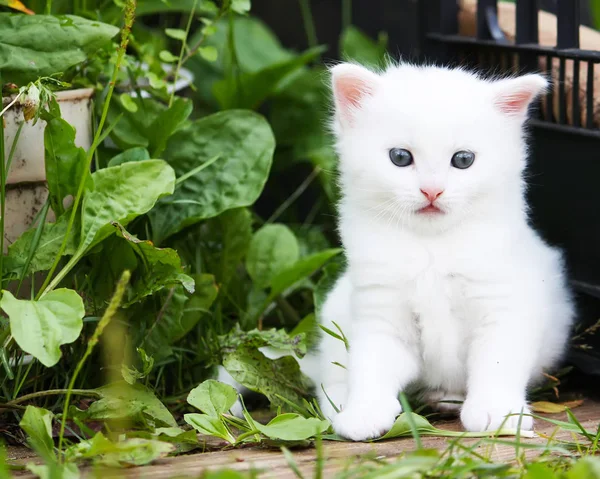 Słodki Kotek Spacerujący Trawniku Parku Piękne Zwierzę — Zdjęcie stockowe