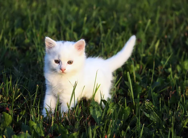 Adorabile Gattino Bianco Passeggiate Erba Verde — Foto Stock