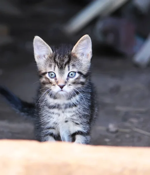 Gatinho Bonito Andando Gramado Parque Bonito Animal Estimação — Fotografia de Stock