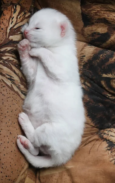 White Adorable Newborn Kitten Sleeping Bed — Stock Photo, Image