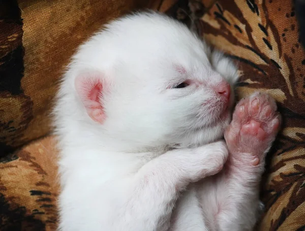 Branco Adorável Gatinho Recém Nascido Dormindo Cama — Fotografia de Stock