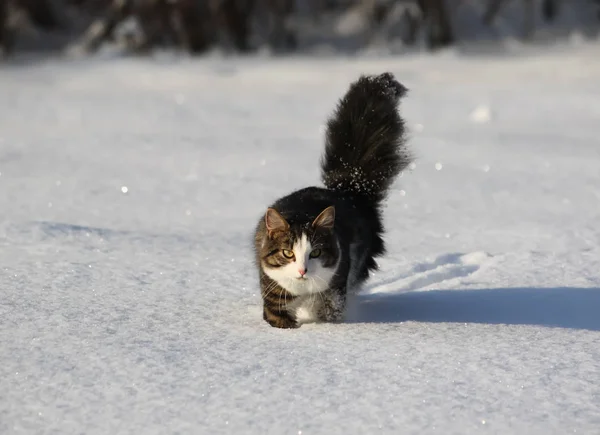 雪に覆われた田園地帯で美しいふわふわの活動的な猫の散歩 — ストック写真