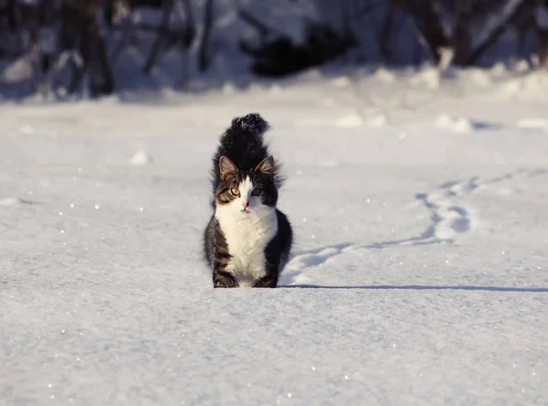 雪に覆われた田園地帯で美しいふわふわの活動的な猫の散歩 — ストック写真