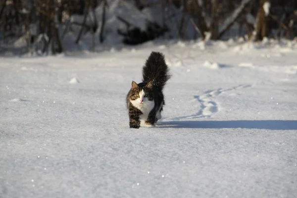 Adorable young cat with a fluffy tail on a snow field cover at winter