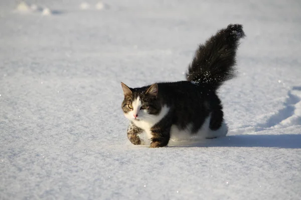 Adorable young cat with a fluffy tail on a snow field cover at winter