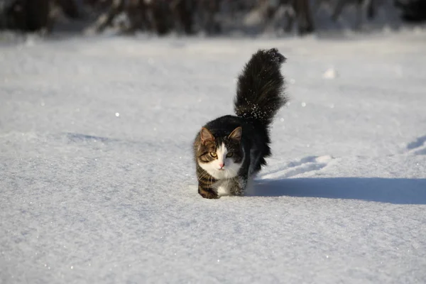 Adorable young cat with a fluffy tail on a snow field cover at winter