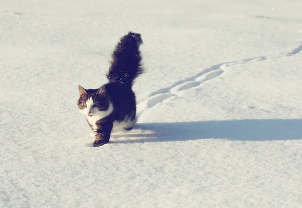 Adorable young cat with a fluffy tail on a snow field cover at winter