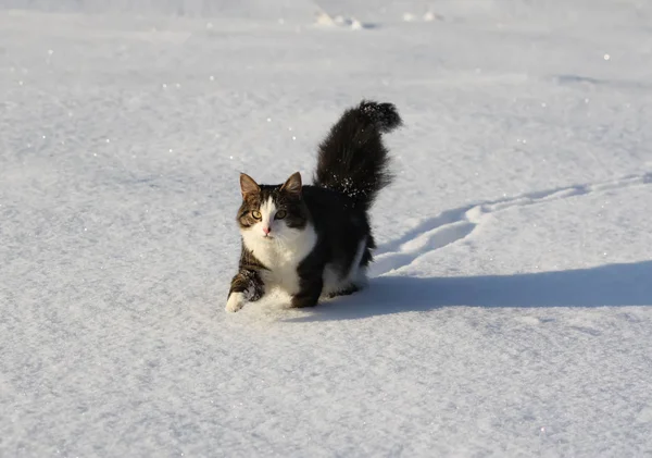 Rozkošná Mladá Kočka Načechraným Ocasem Sněhovém Hřišti Zimě — Stock fotografie