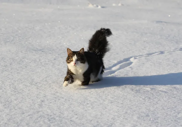 Adorable young cat with a fluffy tail on a snow field cover at winter