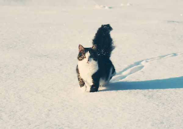 Adorable young cat with a fluffy tail on a snow field cover at winter