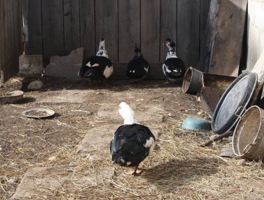 Çiftlik avlu üzerinde yerli ördek