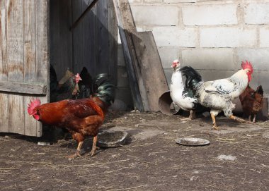 Çiftlik arka planında evcil ördek. Eski efekt biçimi.