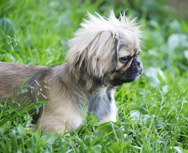 Hund på naturen bakgrund — Stockfoto