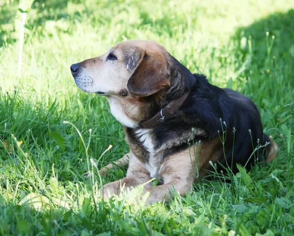 Funny Dog Sitting Green Grass — Stock Photo, Image