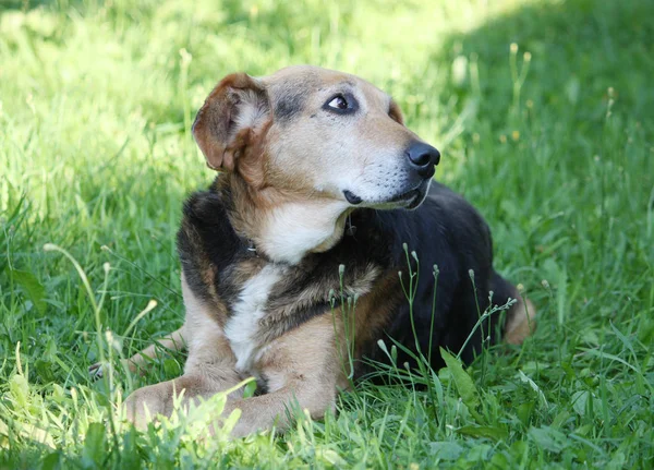 Yeşil Çimenlerin Üzerinde Oturan Komik Köpek — Stok fotoğraf