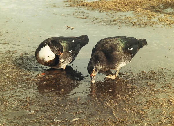 Domestic Duck Farm Yard Background Vintage Effect Style — Stock Photo, Image