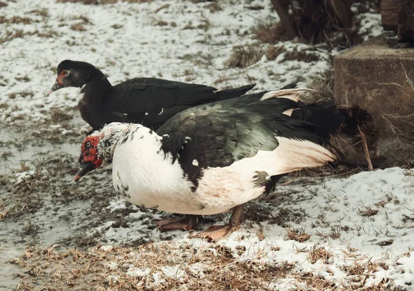 Domestic Duck Farm Yard Background Vintage Effect Style — Stock Photo, Image