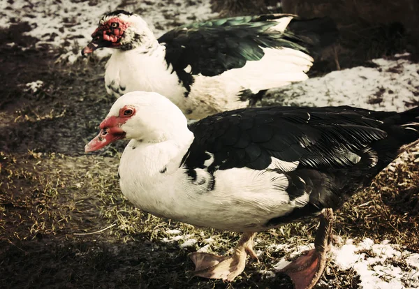 Çiftlik Arka Planında Evcil Ördek Eski Efekt Biçimi — Stok fotoğraf