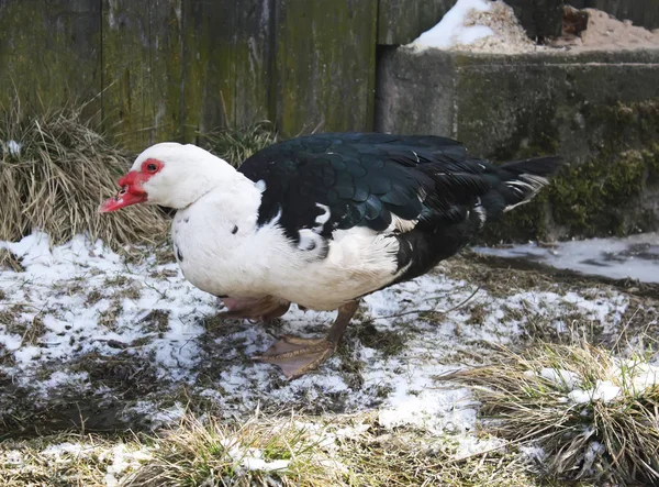 Inhemska anka på gården gård — Stockfoto