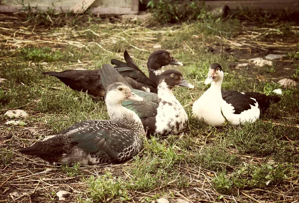 Hausente Auf Dem Hof Hintergrund Vintage Effekt — Stockfoto