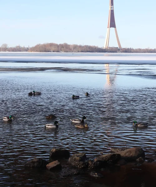 Patos Selvagens Nadando Rio Daugava Inverno Riga Letônia Europa Oriental — Fotografia de Stock