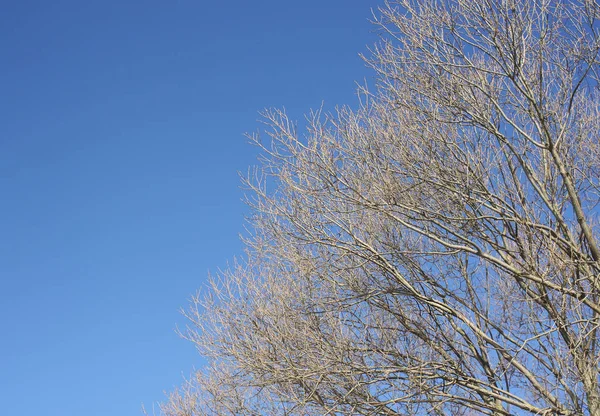 Δέντρο Κλαδιά Μπλε Φόντο Ουρανό — Φωτογραφία Αρχείου