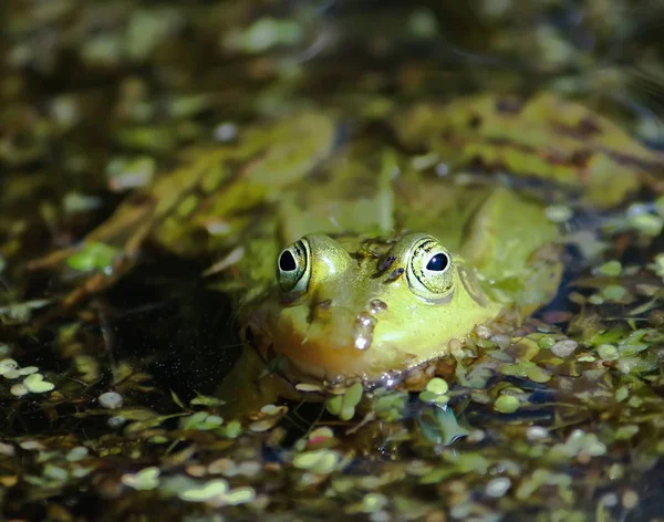 春天的时候 绿色青蛙在池塘里游泳 — 图库照片