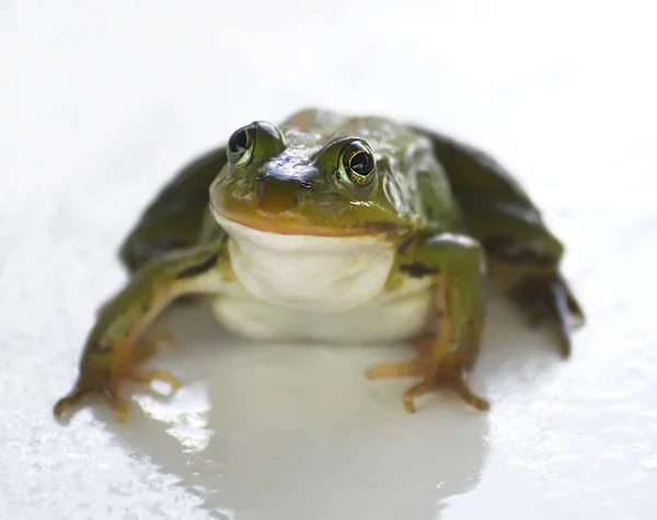 屋外の木製の板に座っている緑のカエル — ストック写真