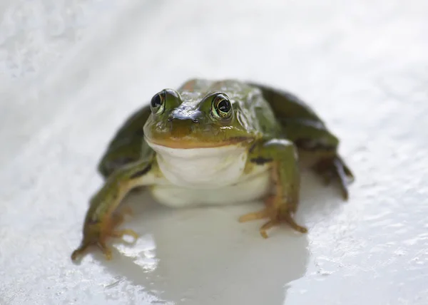 屋外の木製の板に座っている緑のカエル — ストック写真