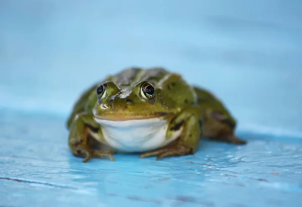 Zelená Žába Sedí Dřevěných Prknech Venku — Stock fotografie
