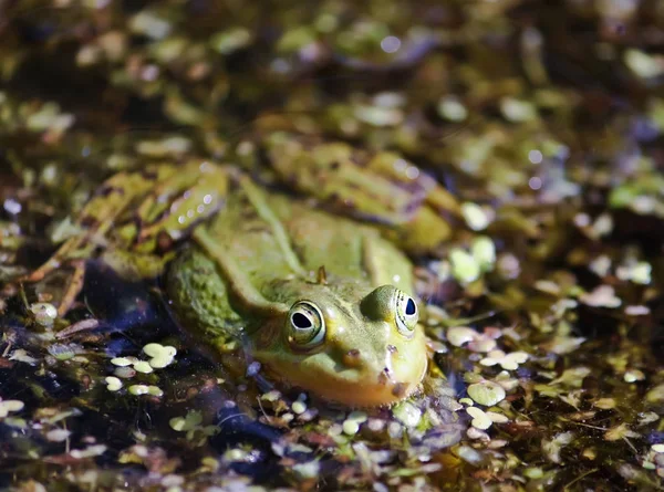 Grüner Frosch Schwimmt Mit Wasserlinse Teich — Stockfoto