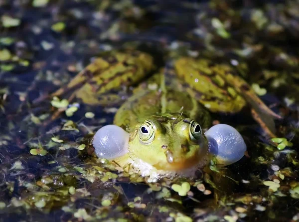 Grüner Frosch Schwimmt Mit Wasserlinse Teich — Stockfoto