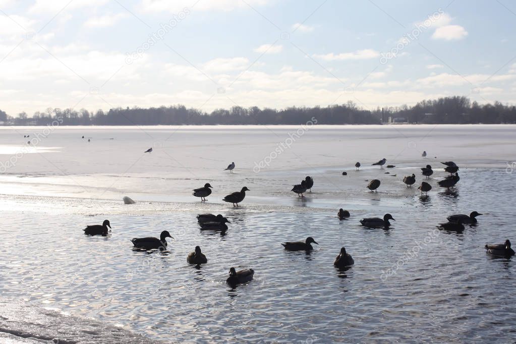 Wild ducks swimming on the river Daugava at winter in Riga, Latvia, East Europe.