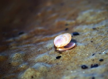Deniz kıyısındaki arka planda kumun üzerinde küçük bir deniz kabuğu
