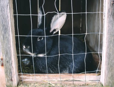 Siyah tavşan hücrede oturuyor