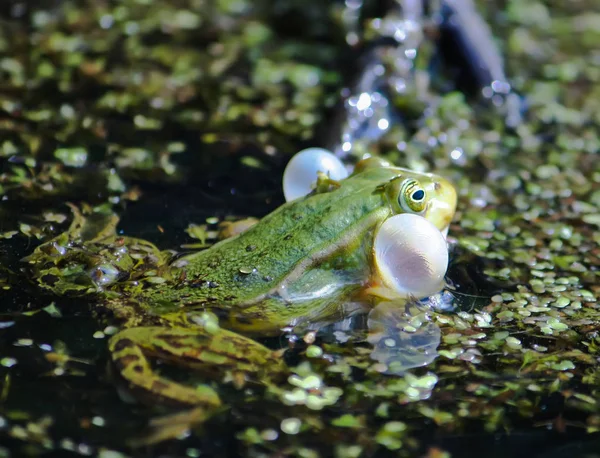 Grüner Frosch Schwimmt Mit Wasserlinse Teich — Stockfoto