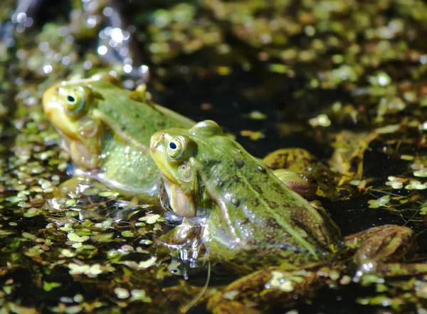 Sapo Verde Nadando Lagoa Com Ervas Daninhas — Fotografia de Stock