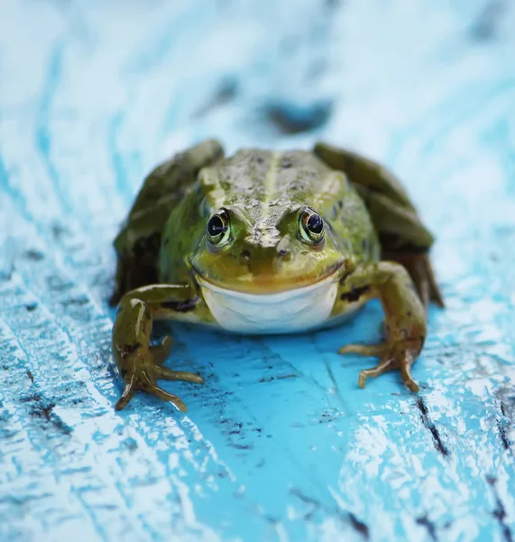 Green Frog Sitting Wooden Board — Stock Photo, Image