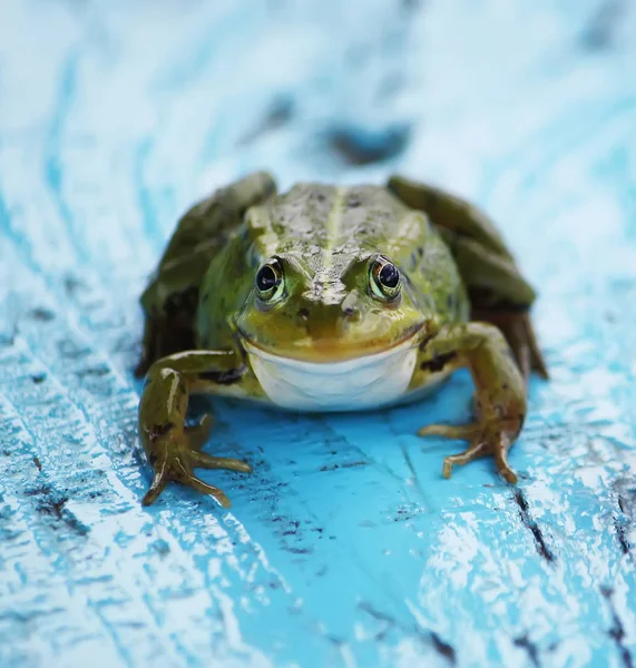 Grenouille Verte Assise Sur Une Planche Bois — Photo