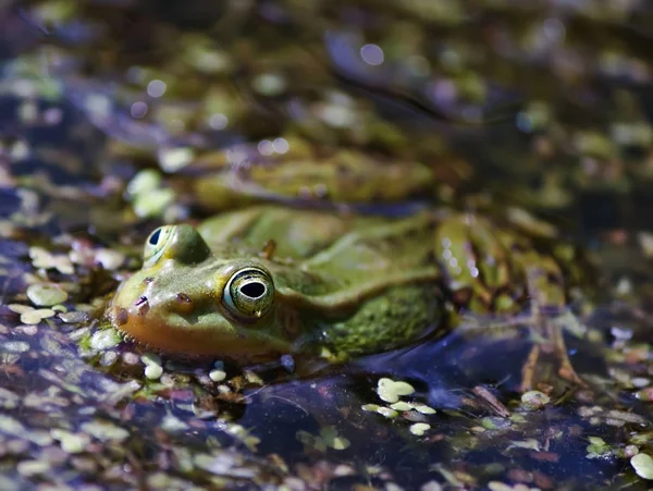 Ördek Otuyla Gölde Yüzen Yeşil Kurbağa — Stok fotoğraf