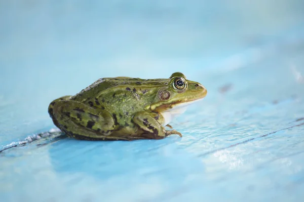 緑のカエルがダックウィードで池を泳いでいる — ストック写真