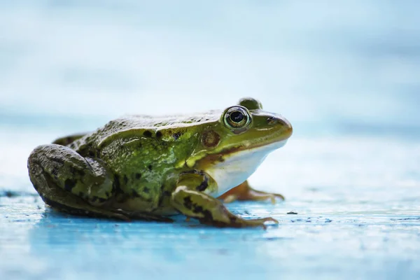 Rana Verde Che Nuota Nello Stagno Con Anatra — Foto Stock